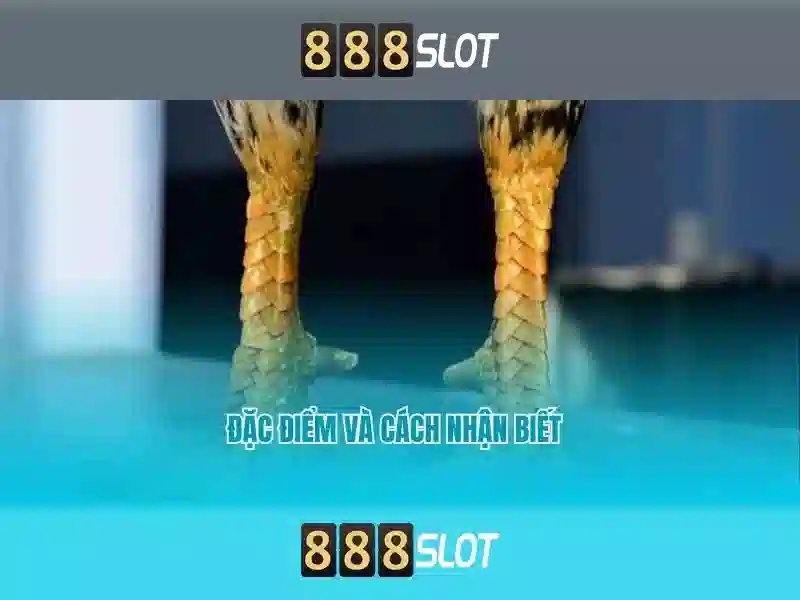 888slot - Nền tảng casino slot trực tuyến hàng đầu